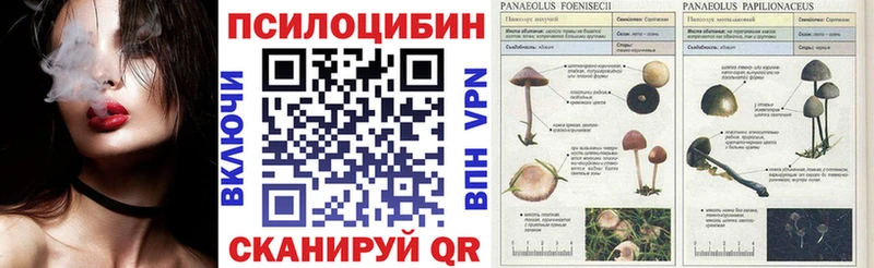наркота  Сясьстрой  Галлюциногенные грибы GOLDEN TEACHER 
